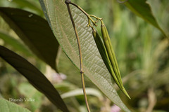 Parsonsia alboflavescens